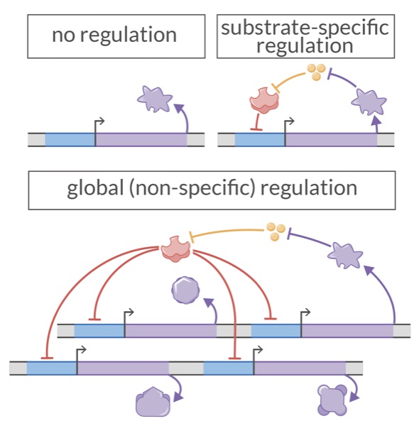 Physics of Gene Regulation