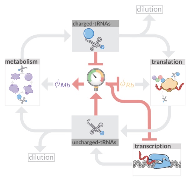 Cellular Physiology